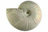 Silver Iridescent Ammonite (Cleoniceras) Fossil - Madagascar #345608-1